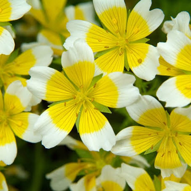 Meadowfoam Mead