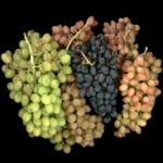 Moscato Wine