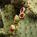 Cactus Mead Recipe