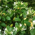 honeysuckle mead recipe