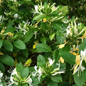 honeysuckle mead recipe