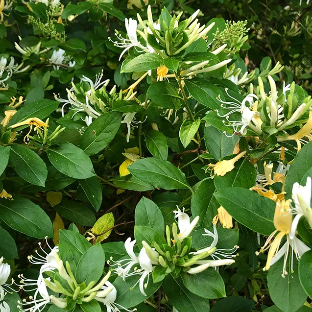 honeysuckle mead recipe